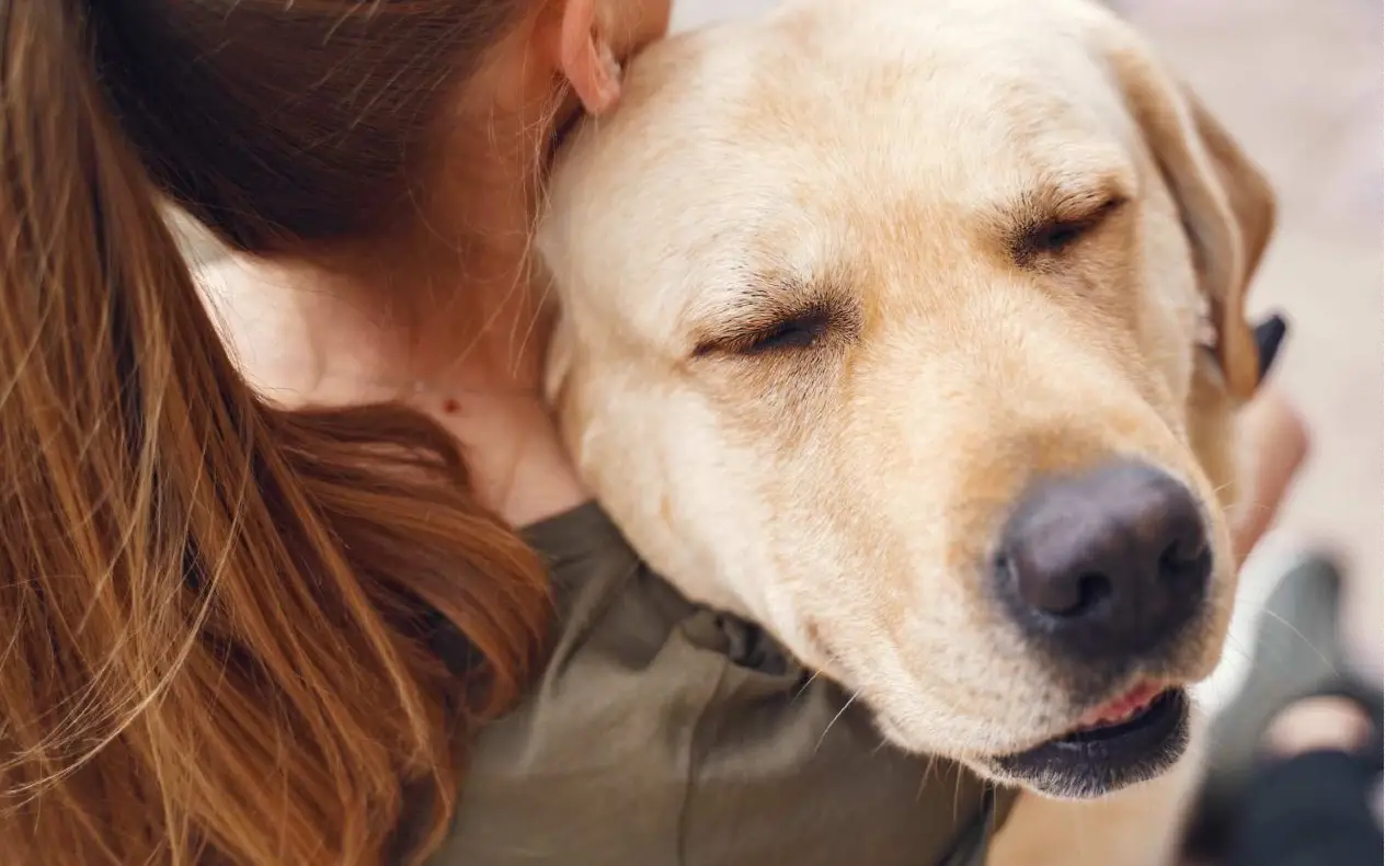 Pas i bol Pas koji pokazuje posledice ljudske tišine i emocionalnog potiskivanja