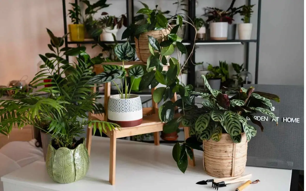 Biljke koje mogu sa malo vode