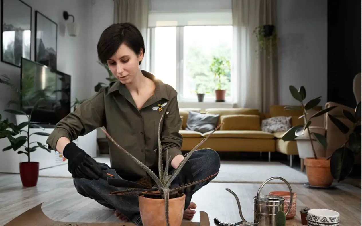 Dva sastojka iz kuhinje vraćaju biljke u život