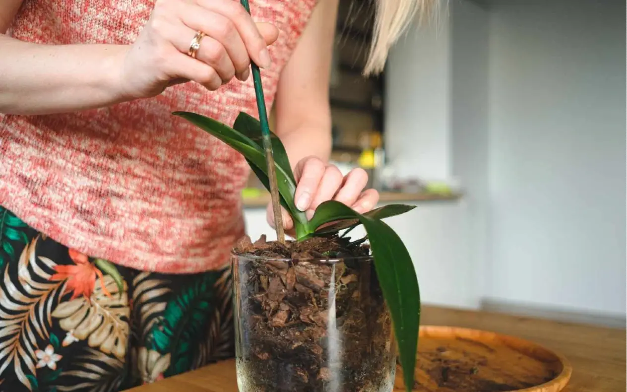 Kako oživeti uvelo cveće