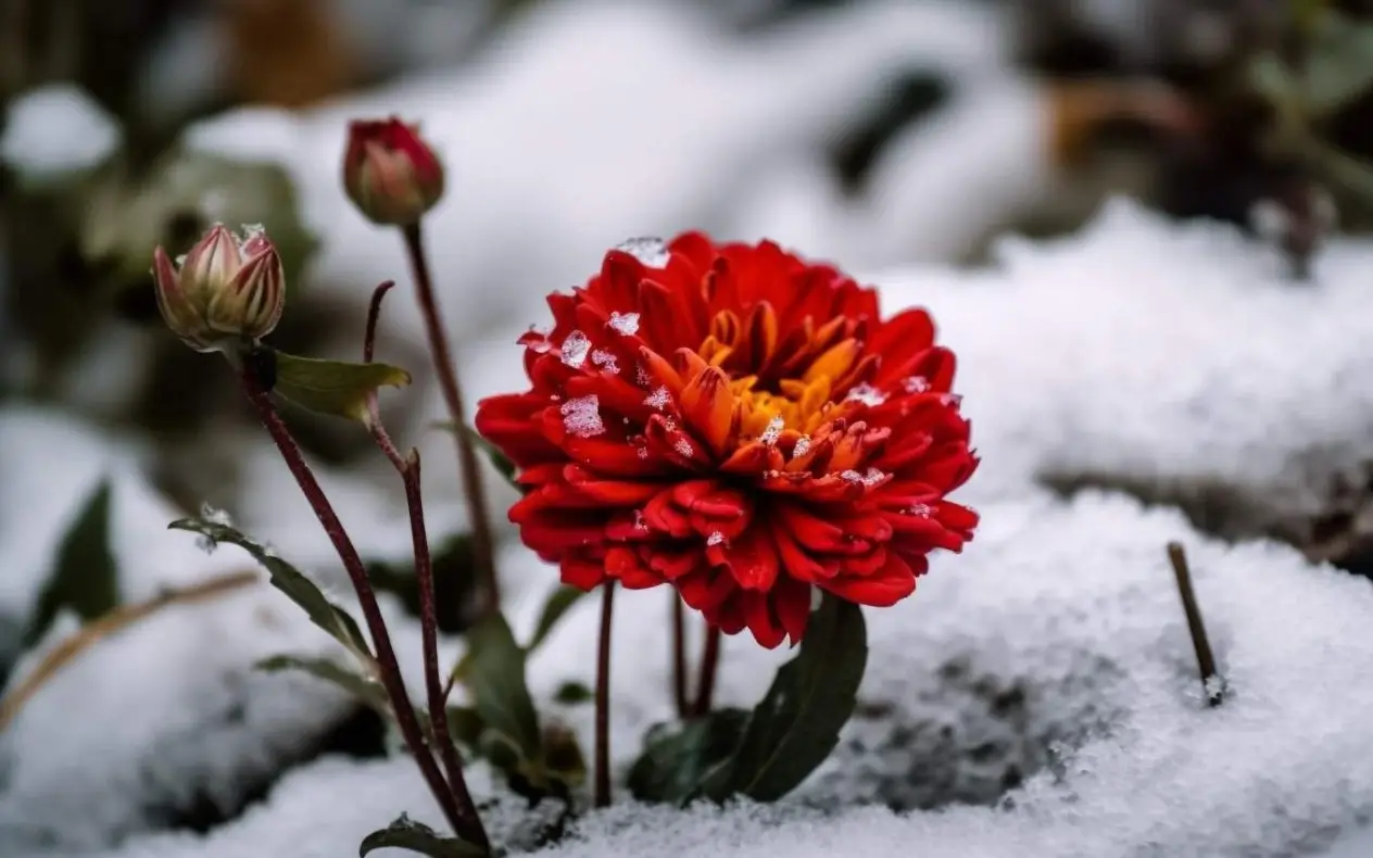Cveće na snegu 4 zimska cveta koja prkose snegu i mrazu