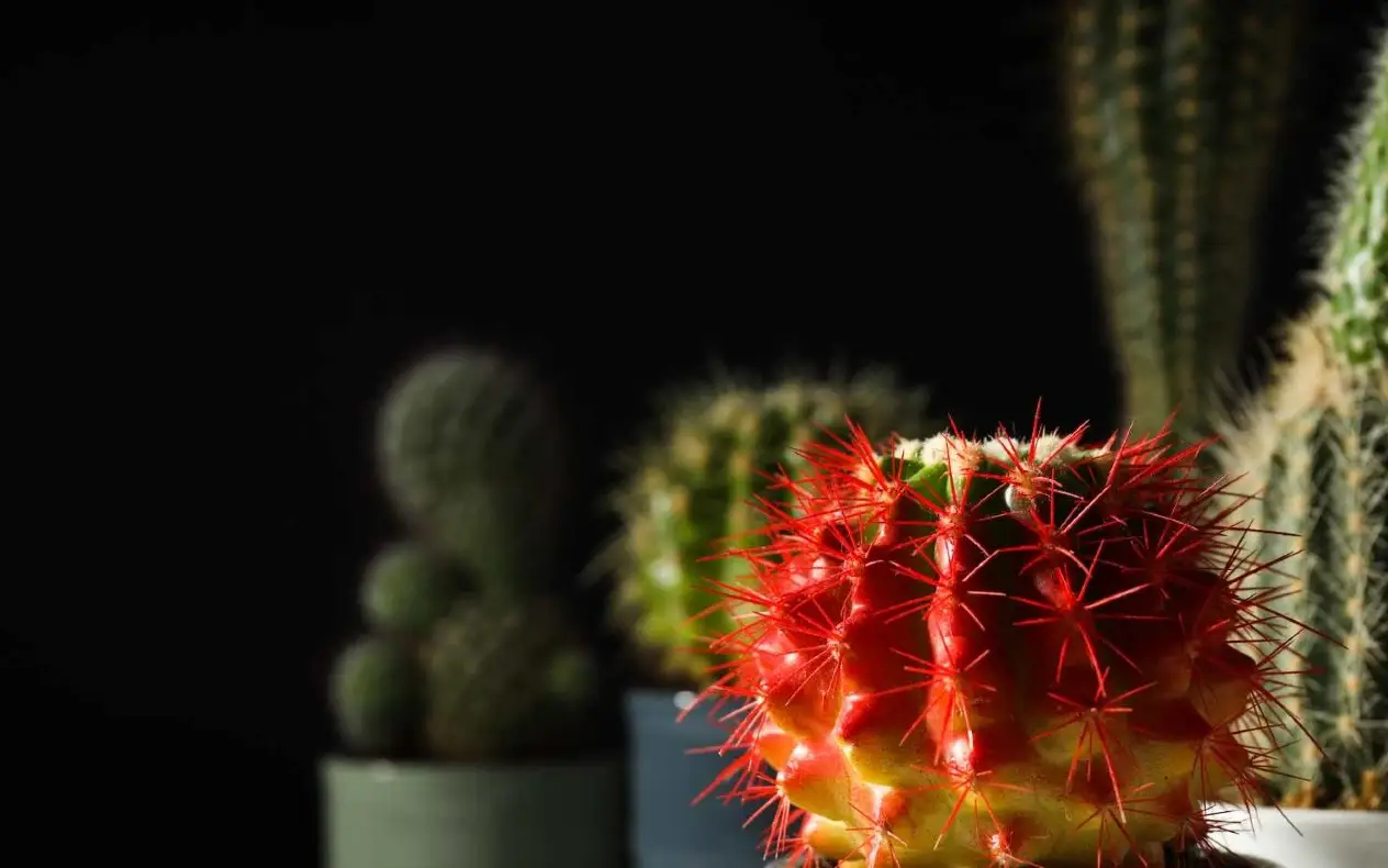 Talog od kafe i kaktus