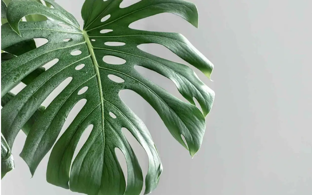 Šarena monstera Šarena monstera sjajna za dom