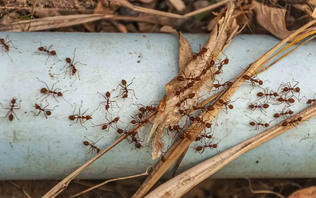 Rešite se mrava u kući zauvek: