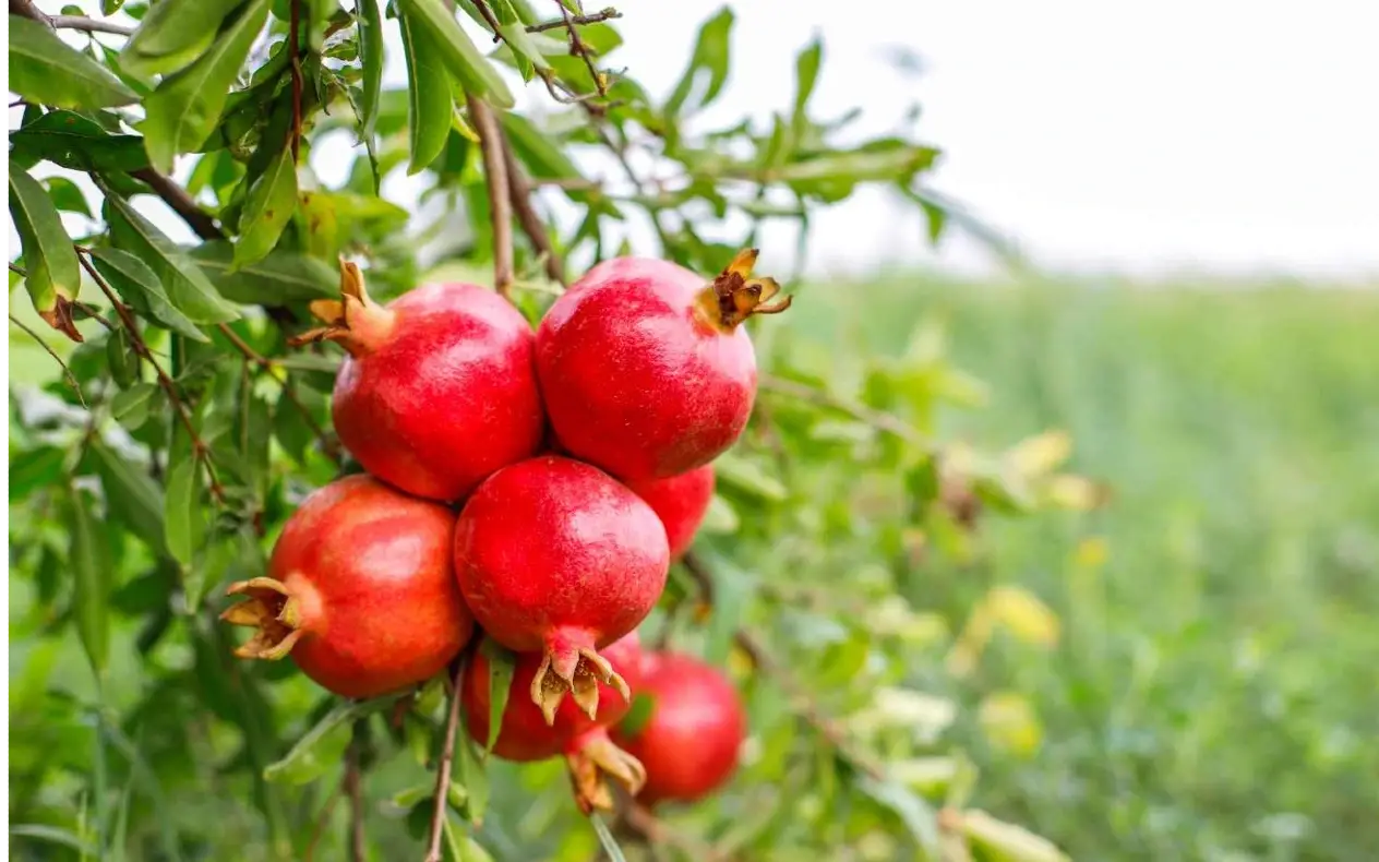Kako nar gahjiti u stanu
