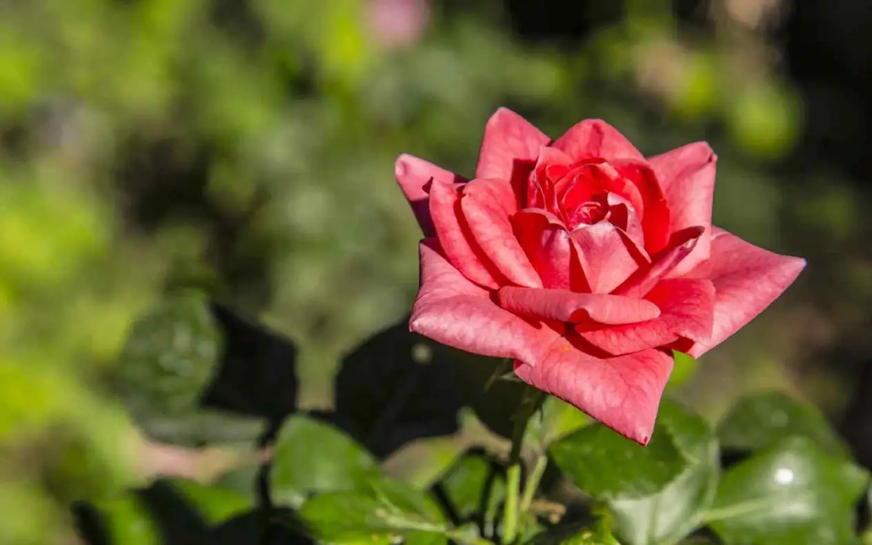 Kako pravilno orezati ruže