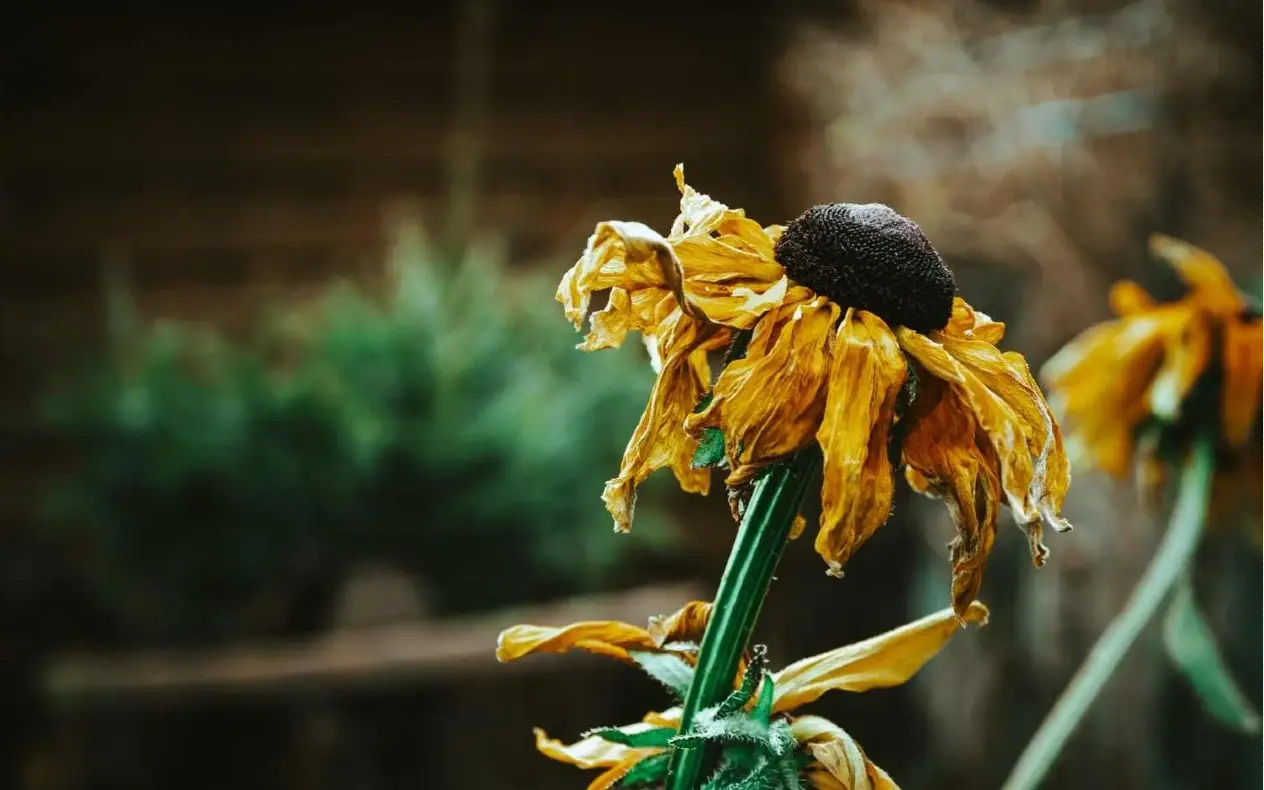 Nega cveća nega cveća - uređenje doma