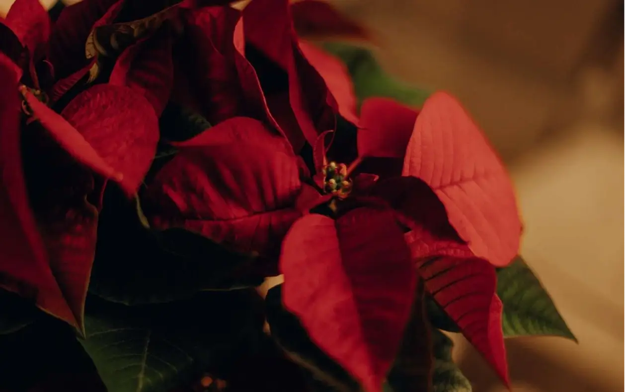 Decembar cveće Decembarsko cveće: božićna zvezda, ljubičica i kokina u prazničnoj dekoraciji