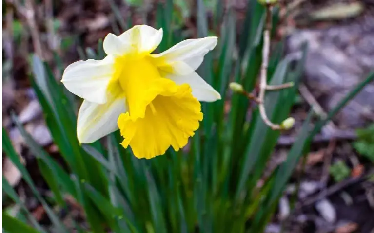 Narcis Narcis u bašti cveta