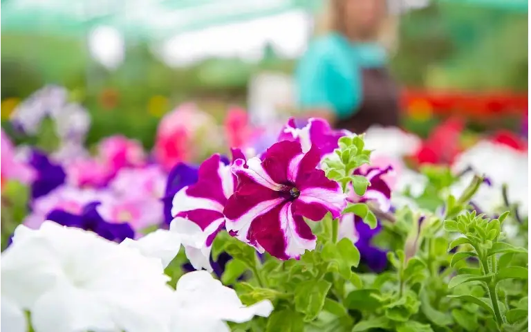 Viseća biljka Petunija kao viseća biljka