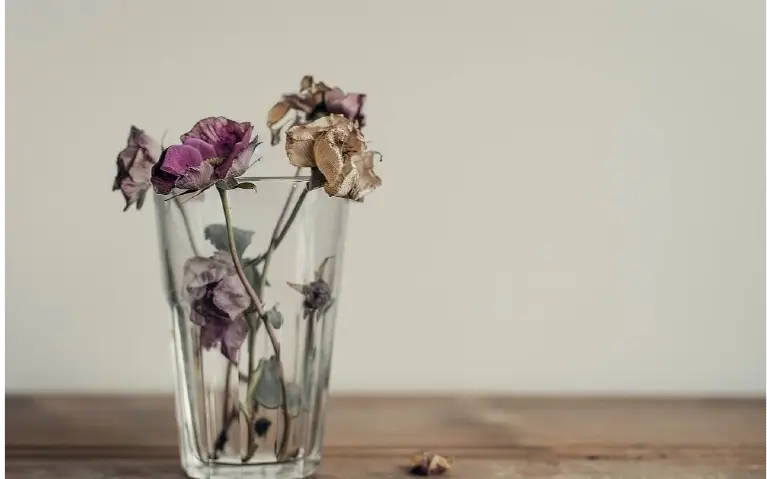 Cveće koje je uvelo u vazi