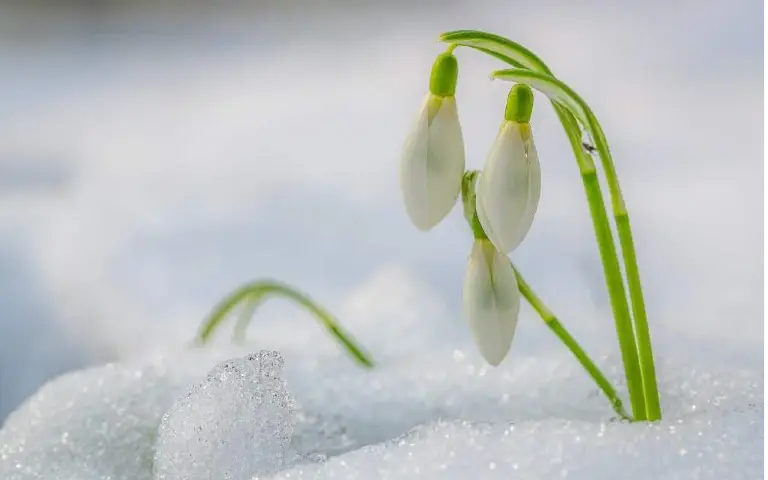 Visibaba Cveće koje ukrašava bašte i zimi