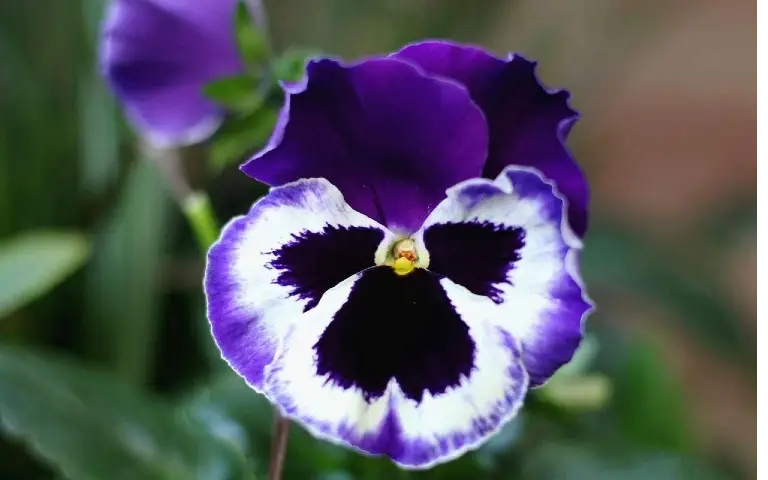 Zimska ljubičica Zimska ljubičica simbolika