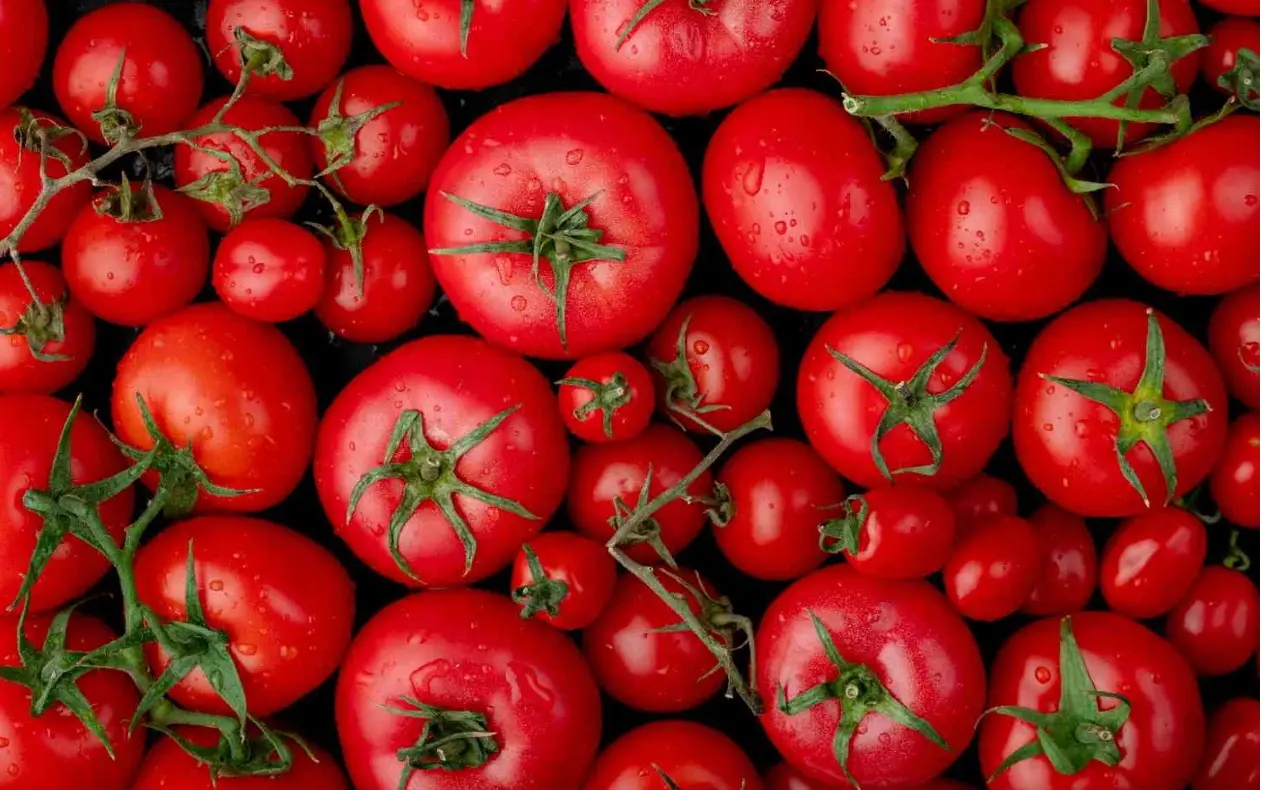 Paradajz je najzdravije voće Paradajz je najzdravije voće na svetu