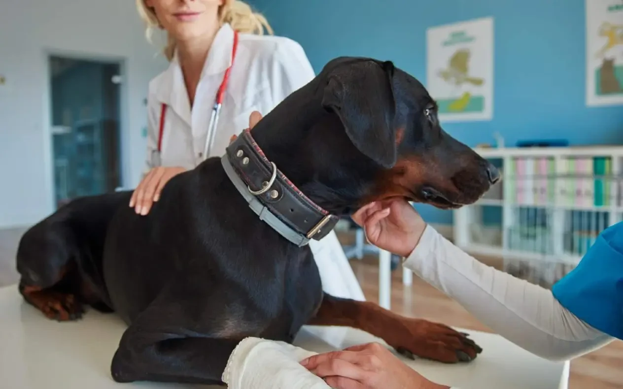 Pas kod veterinara Pas na veterinarskom pregledu zbog pojave amdoparvovirusa kod pasa u Srbiji