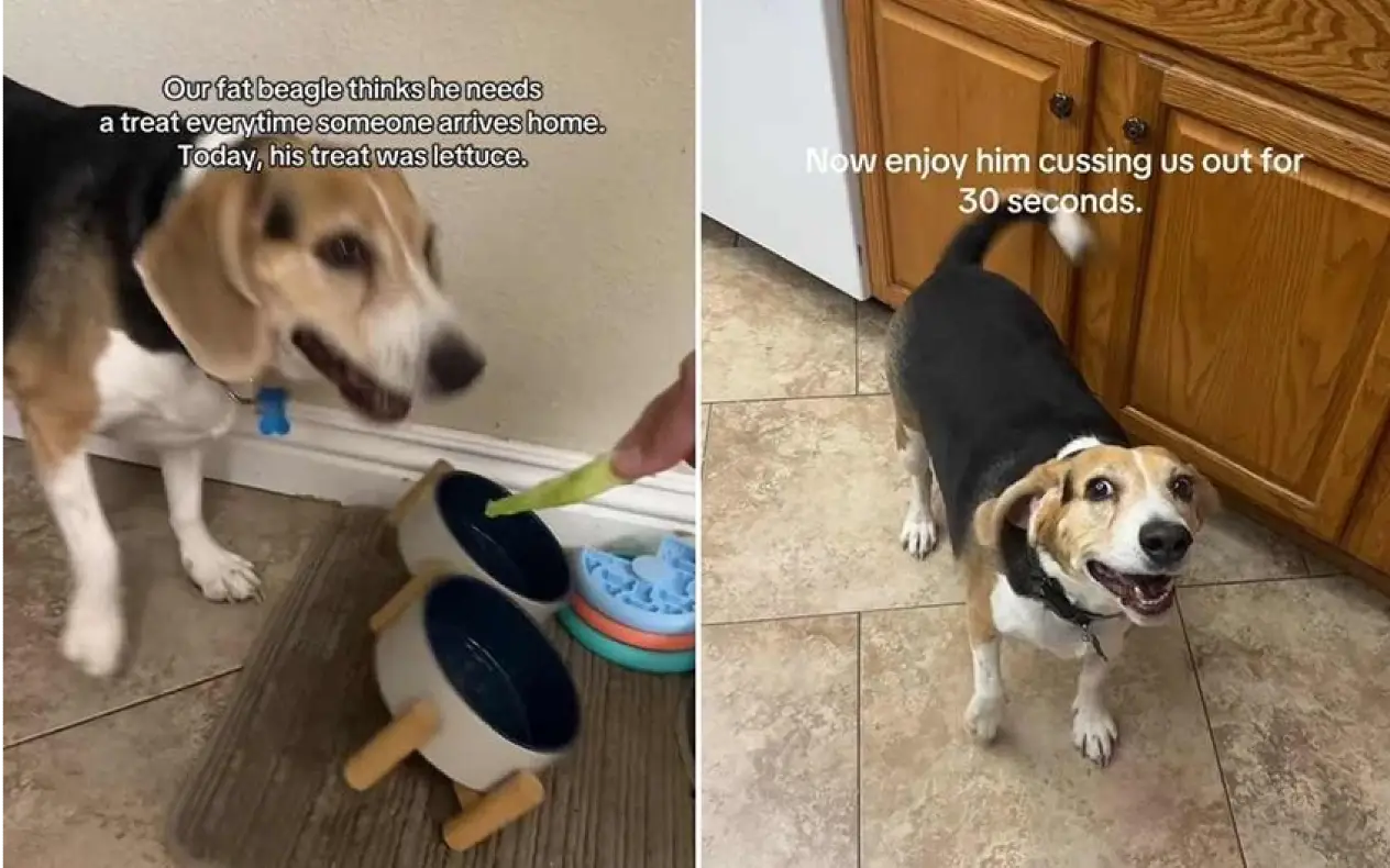 reakcija psa na salatu postala hit na internetu