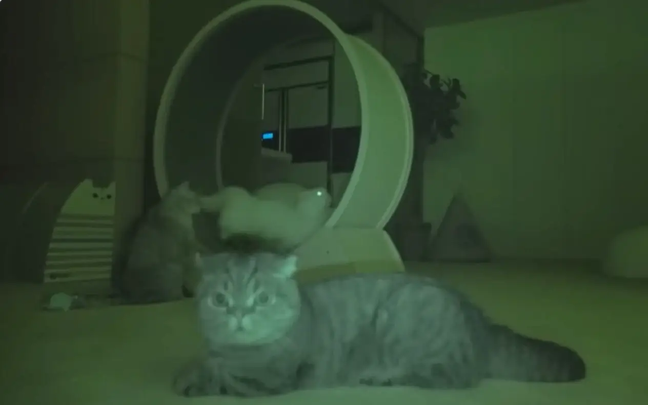 Mačke prave žurku noću