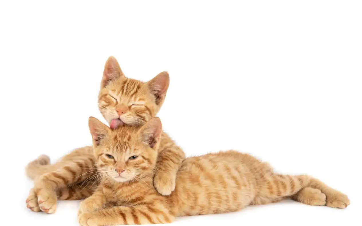 Turčin mora da plaća alimentaciju za mačke