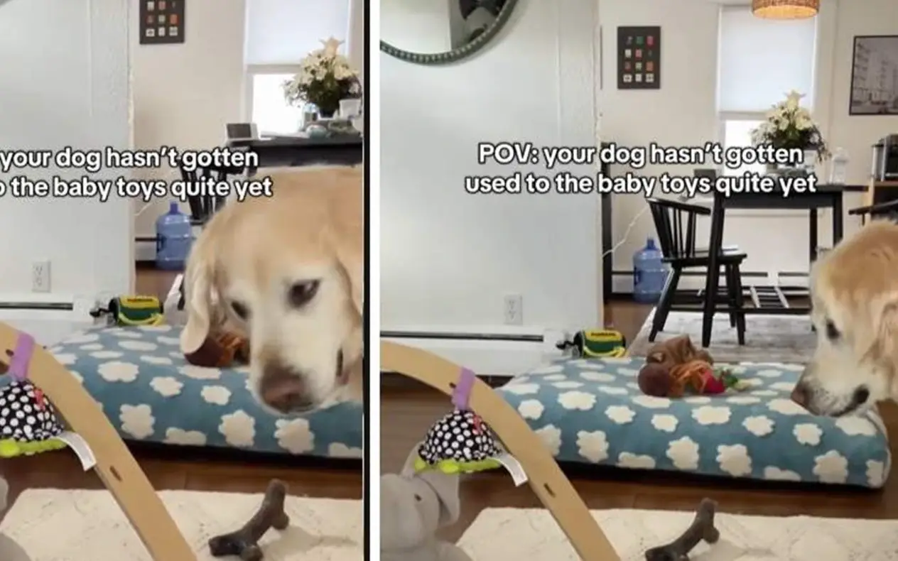 Zlatni retriver - beba Zlatni retriver zbunjen beba