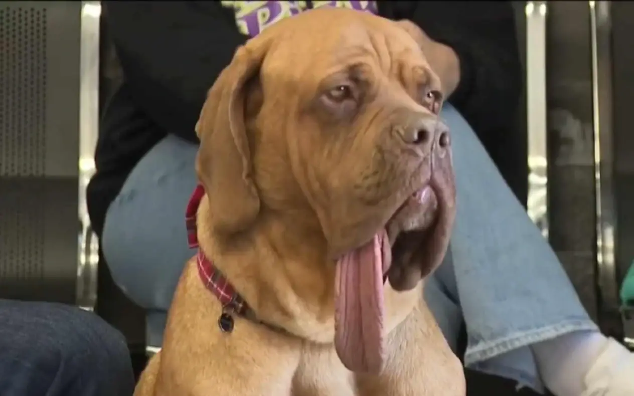 Ozi pas Ozi je pas sa najdužim jezikom na svetu, postao je Ginisov rekorder