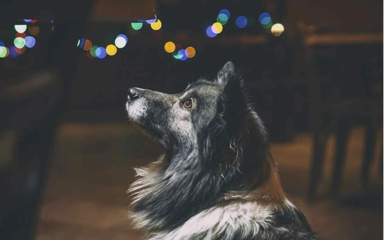 Pas i Petarde Kako zaštitit ljubimca od petardi