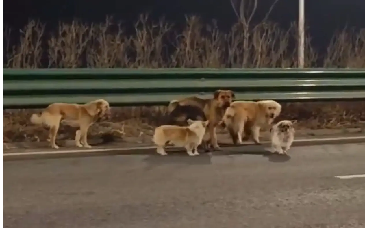 Neverovatna priča: Sedam pasa pobeglo iz kamiona i vratilo se kući nakon 17 km