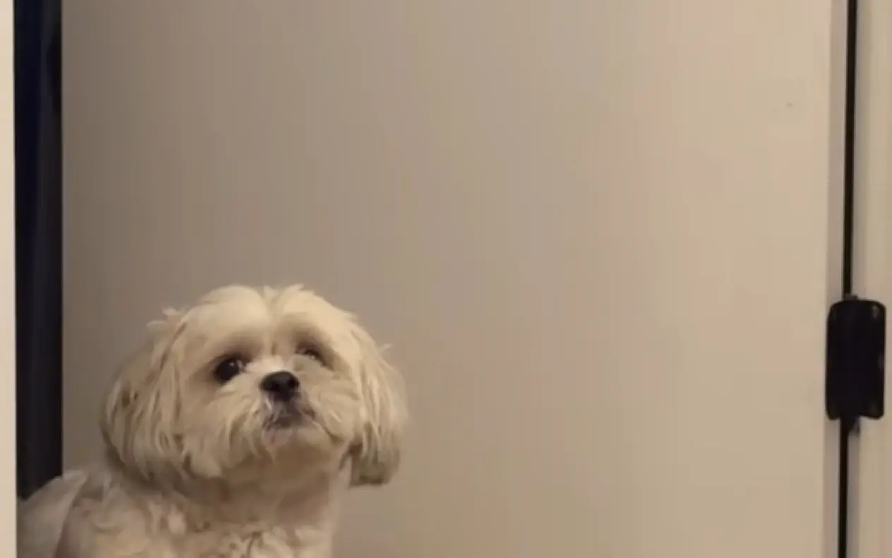 Pas ljut na gazdaricu