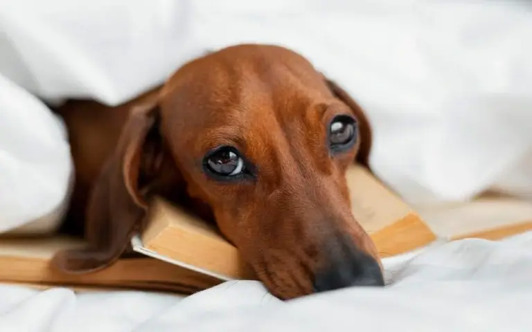 Pas uplašen ispod pokrivaća