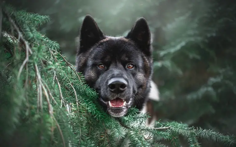 Akita u prirodi