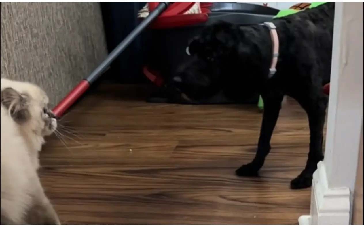 Mačka u šoku nakon što se pas vratio od frizera