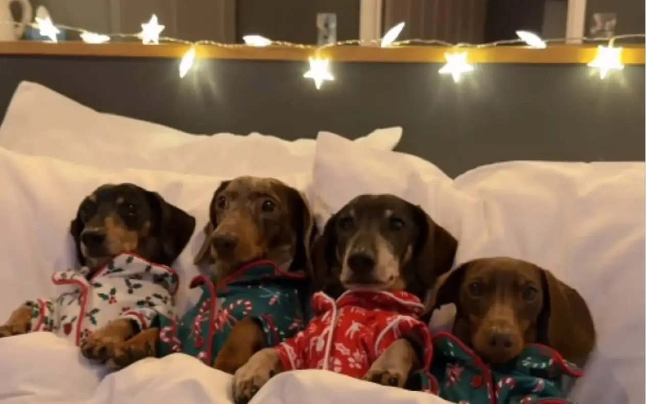 Četiri jazavičara u novogodišnjim pidžamama leže u krevetu pod prazničnim lampicama