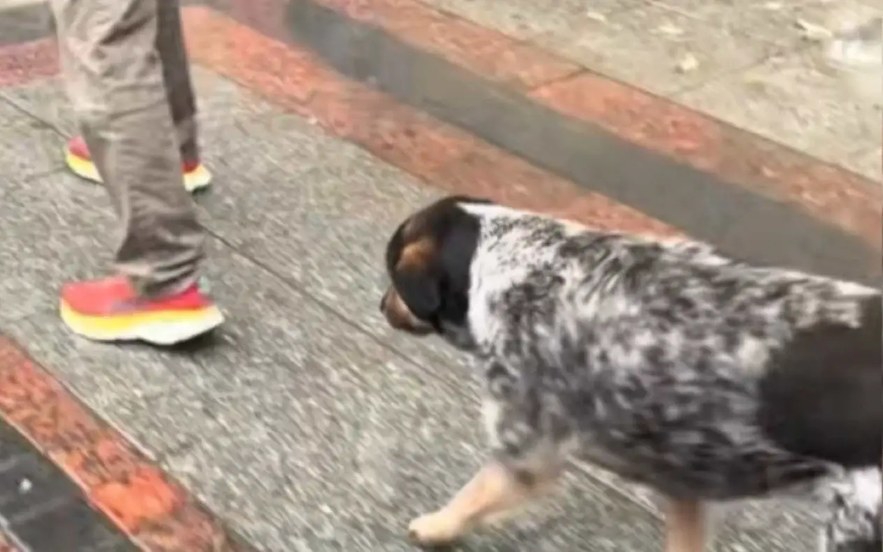 Pas Linda turistički vodič