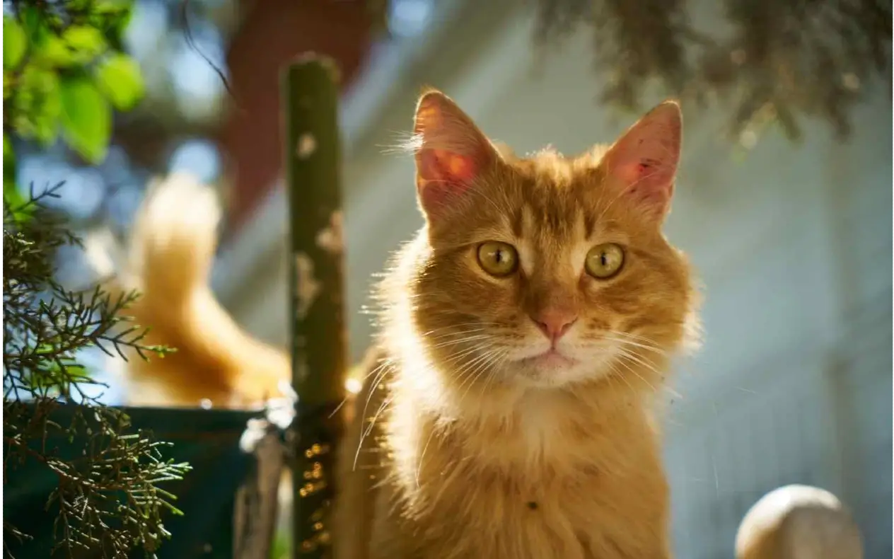 Maćka inžinjer podiže moral zaposlenih