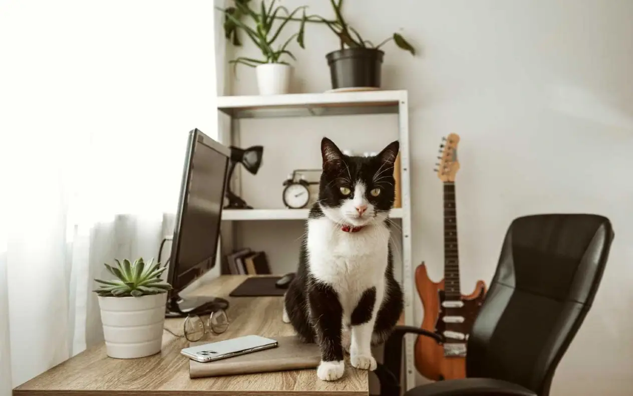 Sud u Francuskoj kaznio vlasnicu mačke sa 1.250 evra jer je njen ljubimac prelazio u komšijsko dvorište.