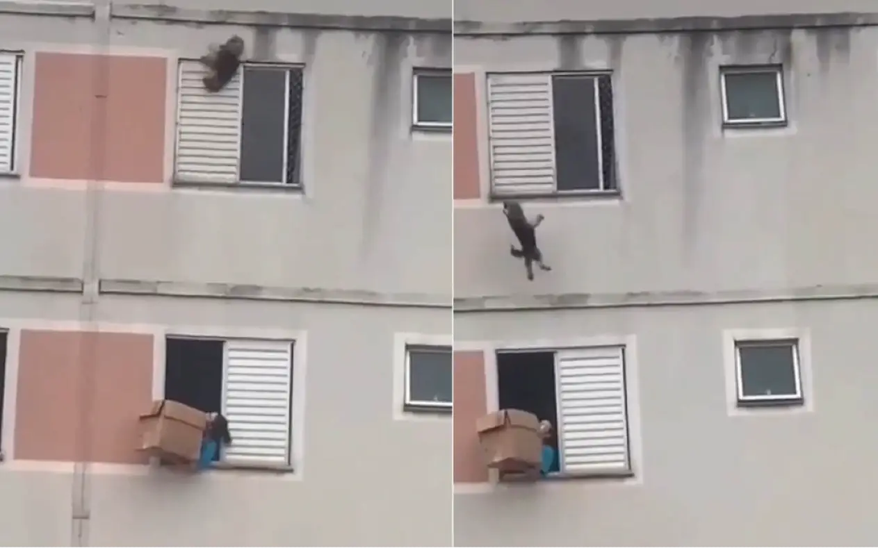 Žena spasila psa sigurne smrti