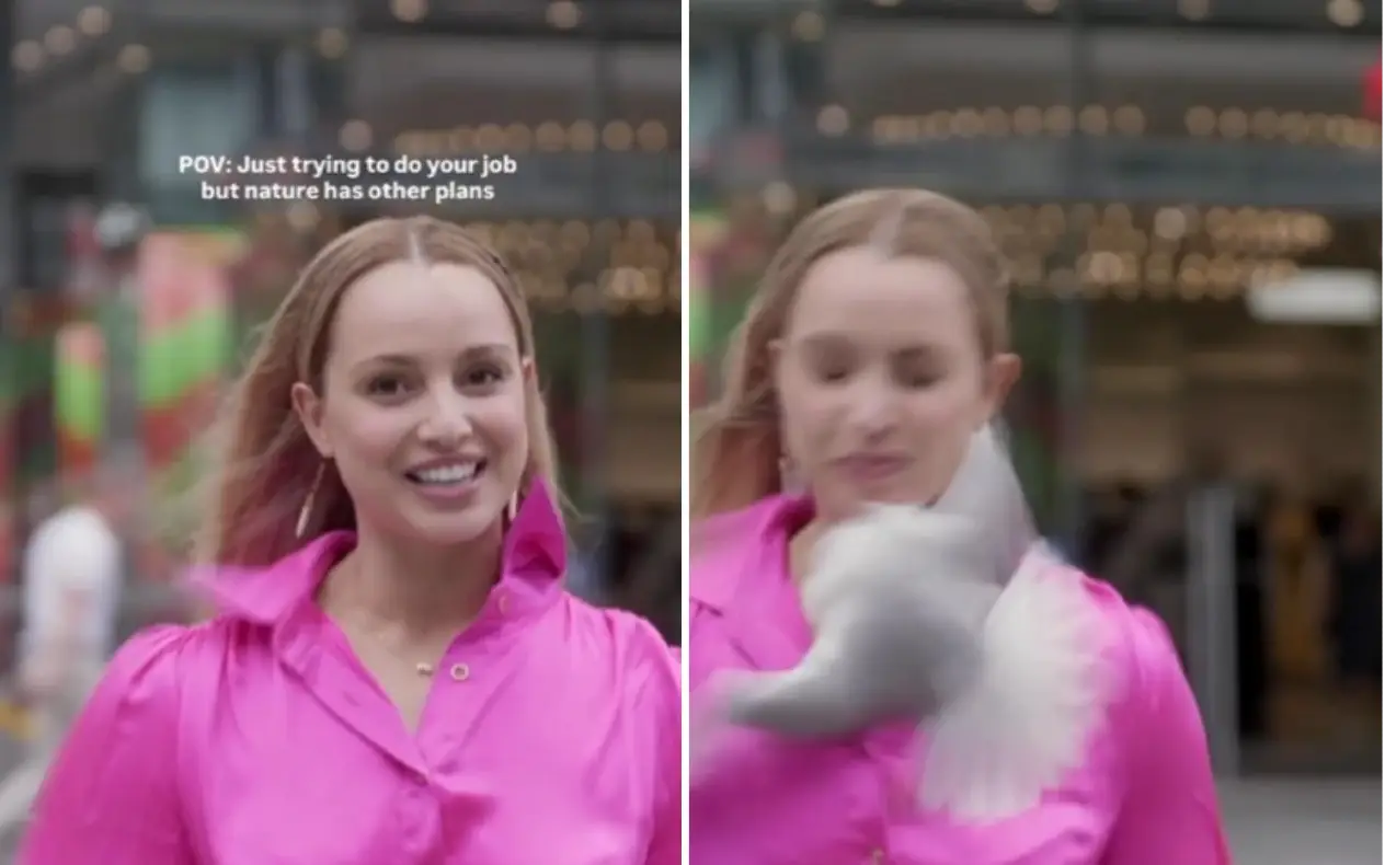 Novozelandska reporterka Novozelandsku reporterku udario galeb