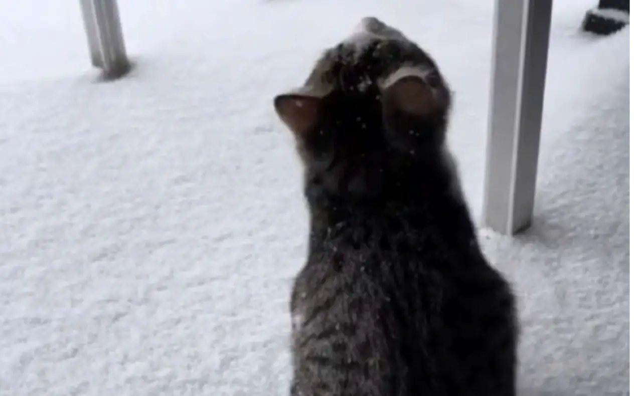 Mae prvi put vidi sneg