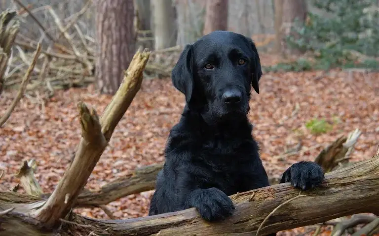 Crni labrador Crni labrador naslonjen na granu u šumi sa tužnim izrazom lica