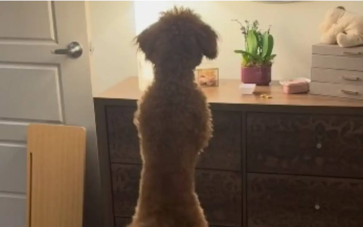 Pas postao internet senzacija Pas postao internet senzacija zbog "obračuna" sa ogledalom