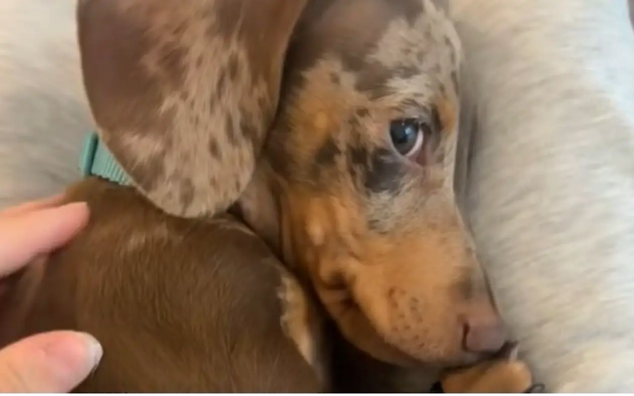 Pas nije izdržao od uzbuđenja viralni video 26 miliona pregleda Pas nije izdržao od uzbuđenja: Ono što se desilo pred gostima slomilo je 26 miliona ljudi