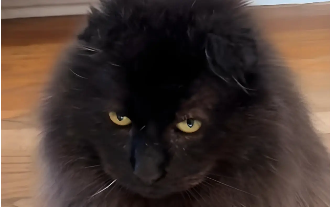 Spasen sa ulice, ali i dalje beži od dodira: Priča o mačku koji tek uči da veruje ljudima