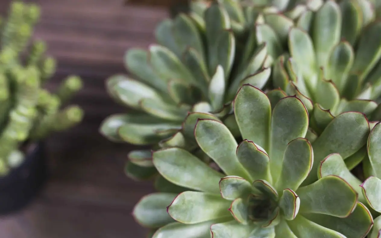 Krasula (Crassula ovata)