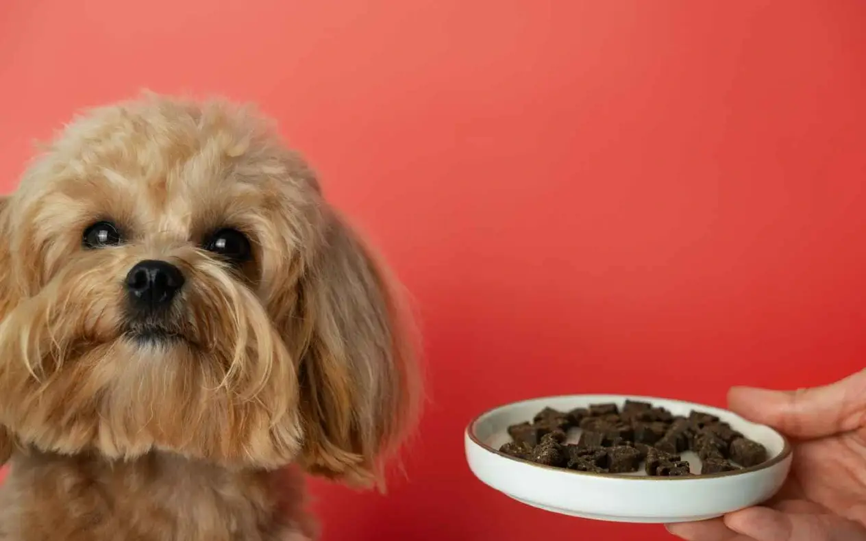 Pas koji odbija hranu