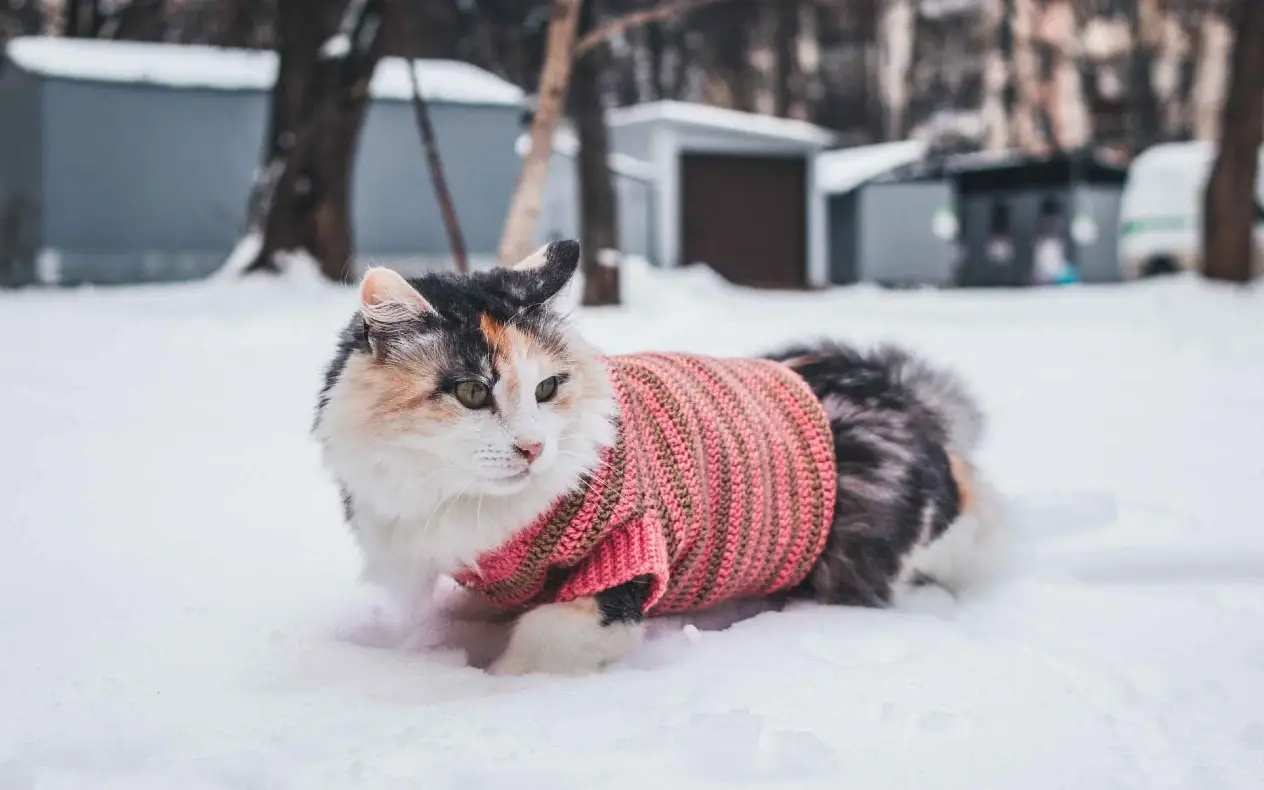 Mačka u februaru na snegu