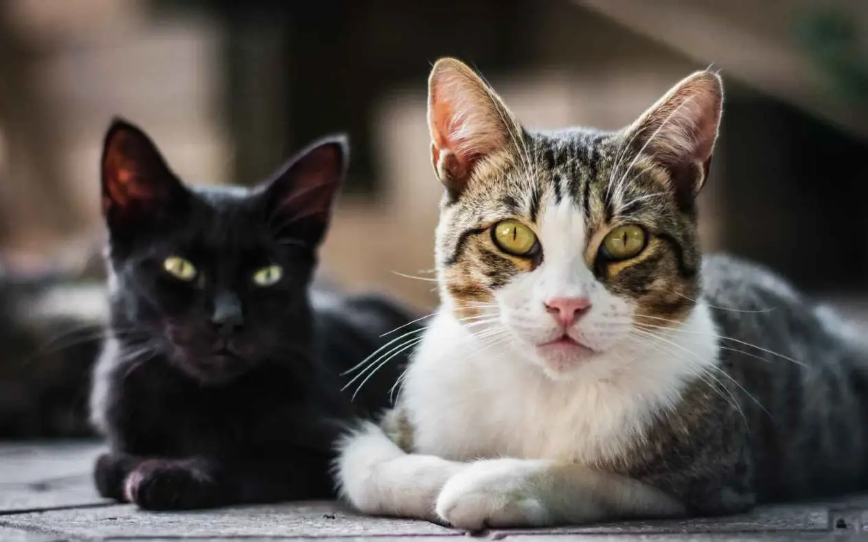 Mačke - crna i šarena