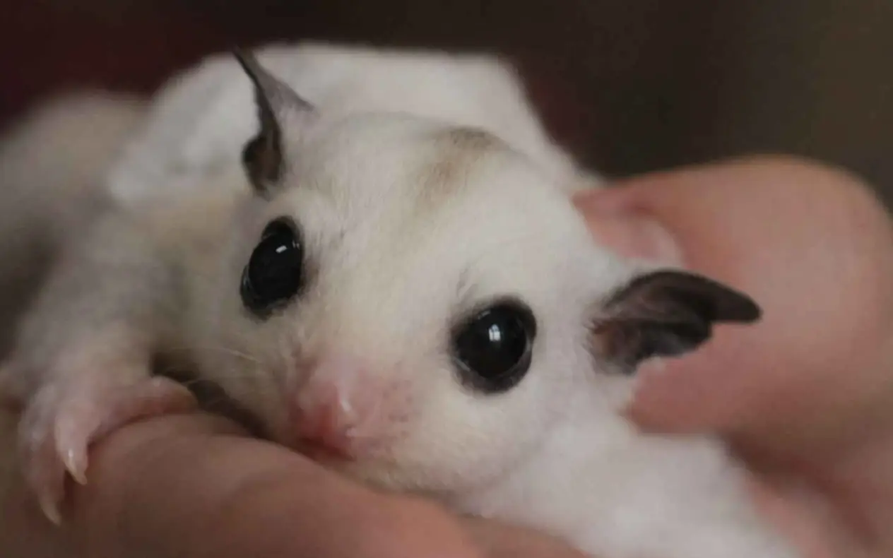 Sugar glider - kućni ljubimac