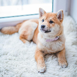 Дресирування? Чи потрібно?
Дресирування собак корисне і важливе для їхнього виховання, безпеки та комфорту
Воно допомагає розвинути
слухняність, соціалізацію
та сприятливі стосунки між собакою та власником