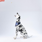 Правильне виховання собаки має величезне значення з багатьох причин:
1. Безпека:
Добре вихована собака менше схильна до небезпечної поведінки, такої як напади на людей або інших тварин.
2. Комфорт:
Щоб собака була щасливою та здоровою, важливо, щоб вона розуміла, як вести себе в різних ситуаціях, які можуть зустрічатися у її житті.
3. Соціалізація:
Правильне виховання допомагає собаці взаємодіяти з іншими тваринами та людьми без агресії або страху.
4. Здоров'я:
Виховані собаки частіше отримують регулярну фізичну активність та стикаються з меншим ризиком травм або отруєнь.
5. Зручність для власника:
Вихована собака реагує на команди власника, що полегшує їх спілкування та спільне життя.