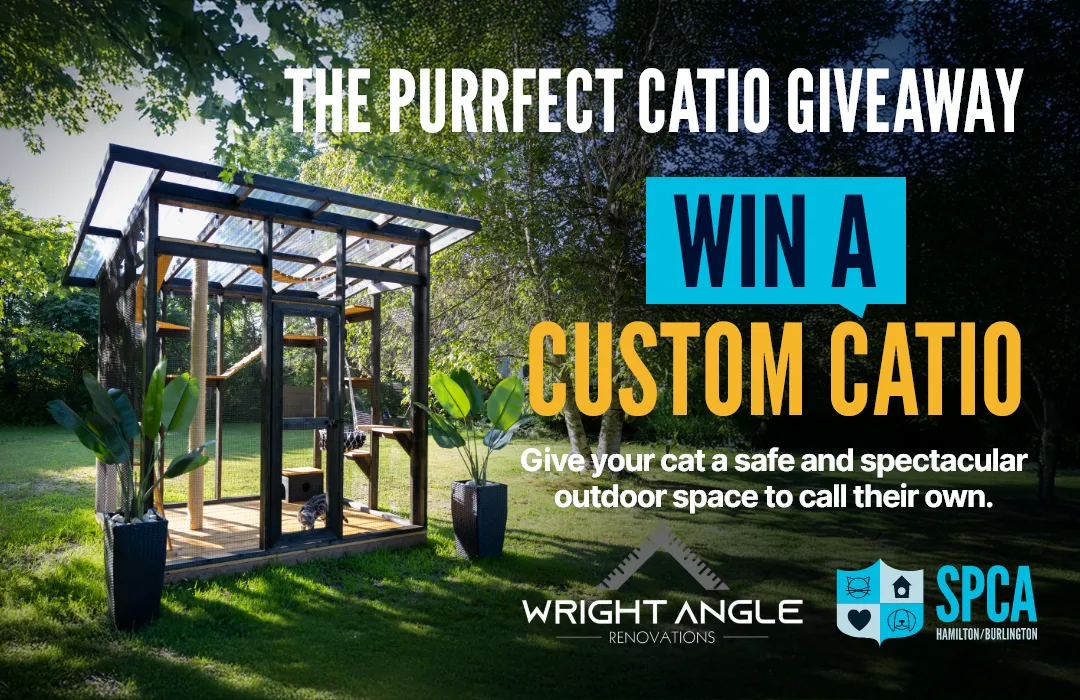 Catio Giveaway