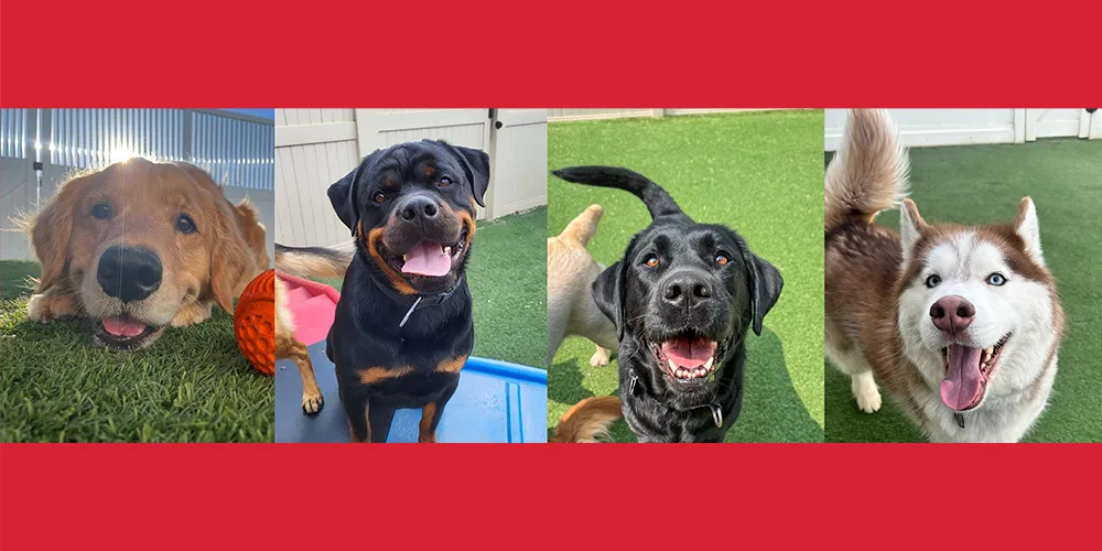 Camp Bow Wow National Dog Day Sweepstakes
